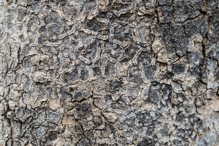 Tree bark texture backgroundの写真素材