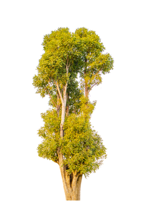 Isolated tree on white backgroundの写真素材
