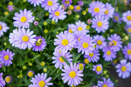 blue daisy flowersの写真素材