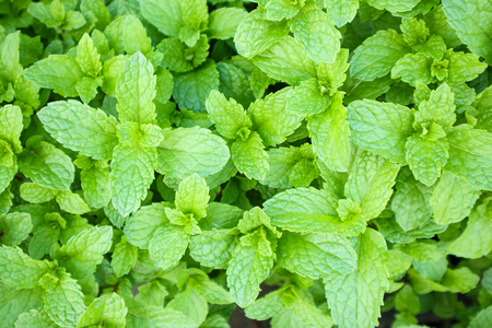 close up mint leaves plant grow in organic vegetable gardenの写真素材