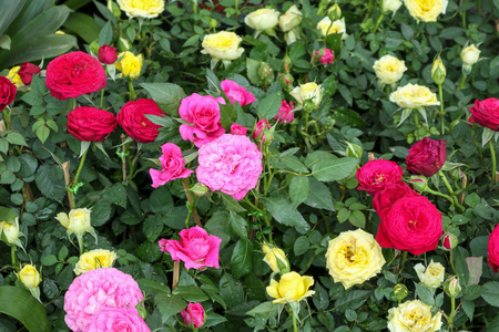 Beautiful roses in the gardenの写真素材