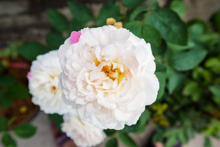 Beautiful roses in the gardenの写真素材