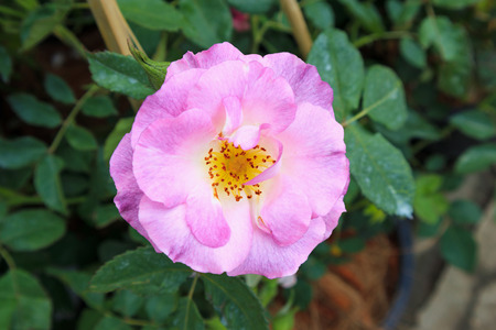 Beautiful roses in the gardenの写真素材