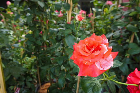 Beautiful roses in the gardenの写真素材