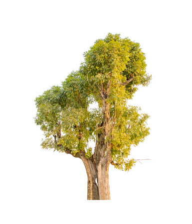 Isolated tree on white backgroundの写真素材
