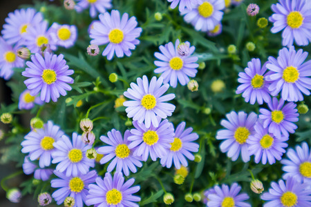 blue daisy flowersの写真素材
