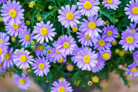 blue daisy flowersの写真素材