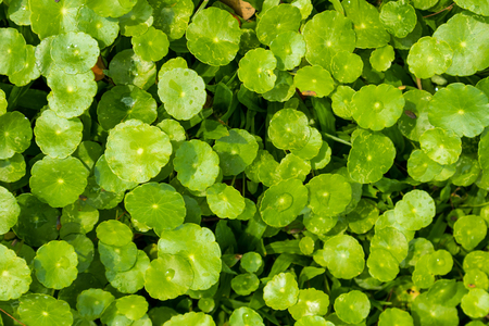 Herbal medicine leaves of Centella asiatica known as gotu kolaの写真素材