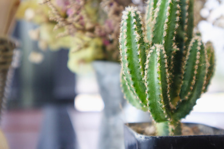 Cactus on restaurant table with copy spaceの写真素材