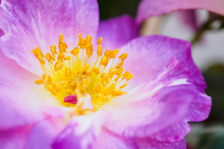 Beautiful wild roses in the gardenの写真素材