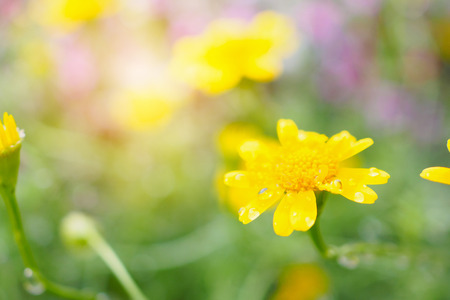 Beautiful daisy flowers on green meadow with water dropsの写真素材