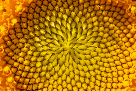 close up sunflower の写真素材