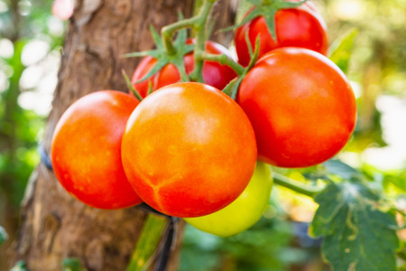 Close up Ripe tomatoes plant in organic gardenの写真素材