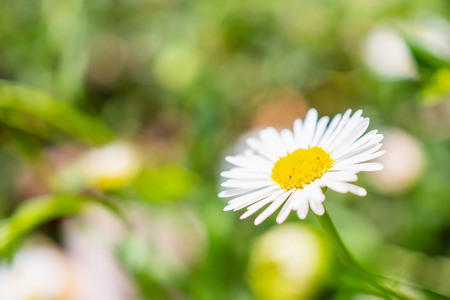 Beautiful daisy flowers field on green meadow