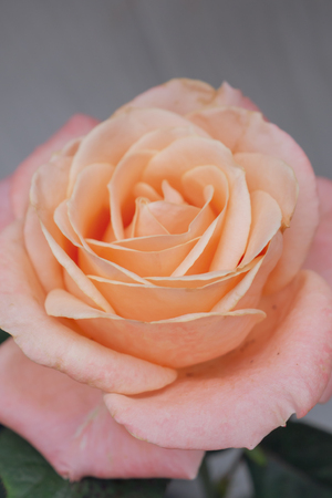 Beautiful fresh natural roses in flower gardenの写真素材