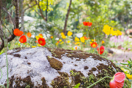 Green moss on the rock with poppy flower in the gardenの写真素材