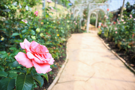 Beautiful fresh natural pink roses in flower gardenの写真素材