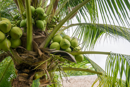 Fresh Coconut cluster on coconut treeの写真素材