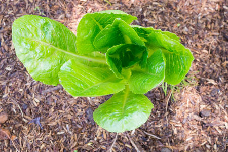 Green Romain or cos lettuce plant in organic gardenの写真素材