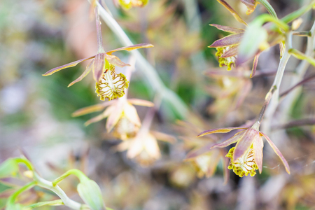 wild ground orchid flower close upの写真素材