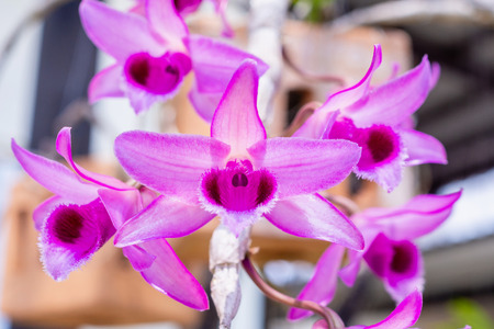 purple orchid flowerの写真素材