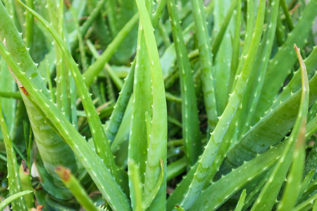 close up green leaves of Aloe Vera Plant herbal medicine for skin care の写真素材