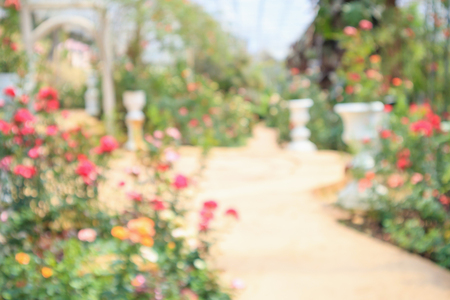 Abstract blur Beautiful fresh natural roses in flower gardenの写真素材