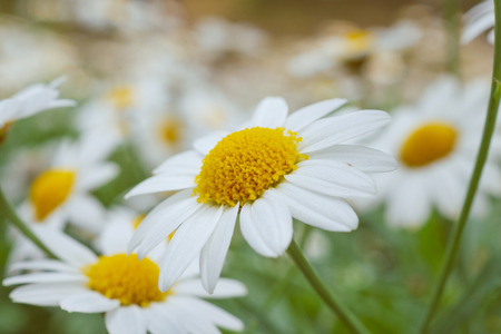Beautiful white camomiles daisy flowers field on green meadowの写真素材