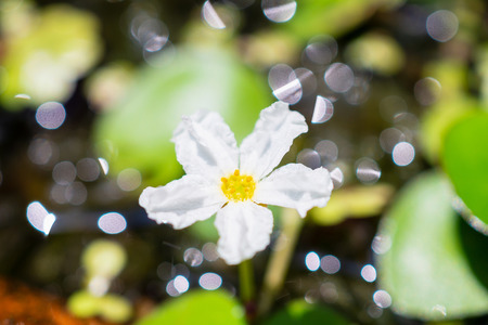 Flower of Water snowflake, banana plant lily and big floatingheart (Nymphoides aquatica) common aquarium plantsの写真素材