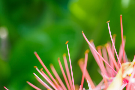 Haemanthus multiflorus blood lily flowerの写真素材