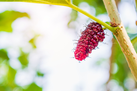 Fresh red mulberry fruits on tree branchの写真素材
