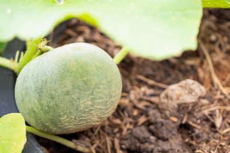 Melon fruit in organic gardenの写真素材