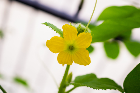 Melon flower yellow color with green leaves in organic plant gardenの写真素材