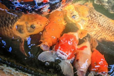 fancy carp koi fish in pondの写真素材