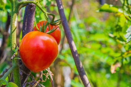 Ripe red tomato in organic gardenの写真素材