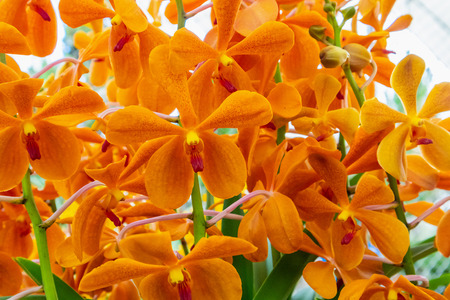 Beautiful Orange color vanda orchid flowersの写真素材