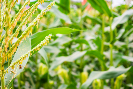 Corn plant with green leaves growth in agriculture field outdoor