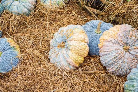 pumpkins on straw closeup outdoorの写真素材