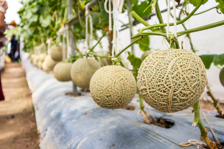 Fresh green Japanese cantaloupe melons plants growing in organic greenhouse gardenの写真素材