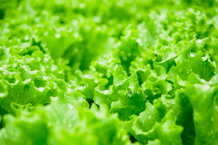 Closeup Fresh organic green leaves lettuce salad plant in hydroponics vegetables farm systemの写真素材
