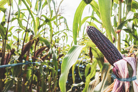 Corn cob with green leaves growth in agriculture field outdoor
