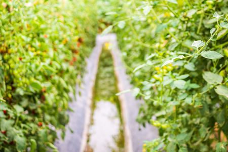 tomato plant growing in organic gardenの写真素材