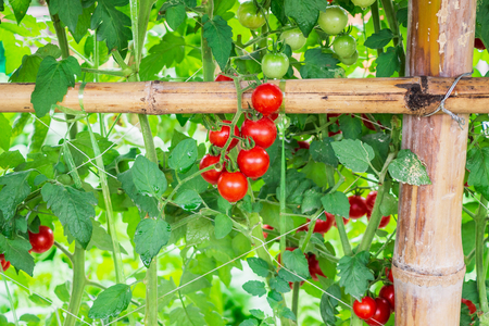 Fresh ripe red tomatoes plant growth in organic greenhouse garden ready to harvestの写真素材