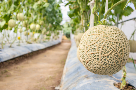 Fresh green Japanese cantaloupe melons plants growing in organic greenhouse gardenの写真素材