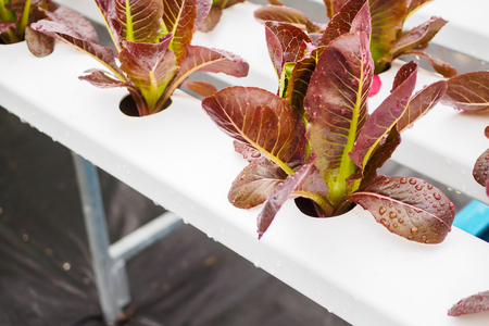 Fresh organic red leaves lettuce salad plant in hydroponics vegetables farm systemの写真素材