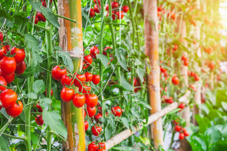 Fresh ripe red tomatoes plant growth in organic greenhouse garden ready to harvest