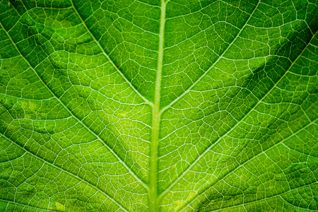 green leaf texture background closeupの写真素材