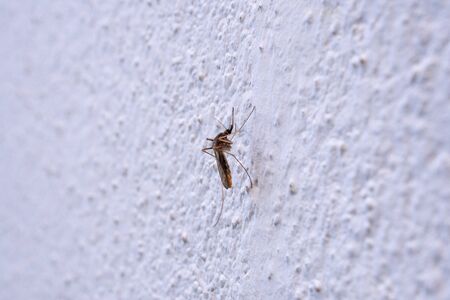 mosquito on white wall backgroundの写真素材