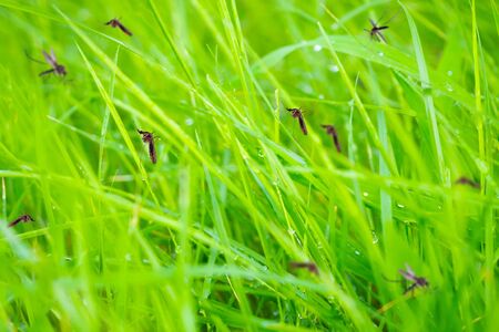 Many mosquitoes in green grass fieldの写真素材
