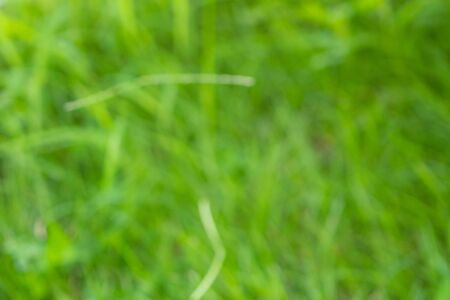 Abstract green grass close up blur background